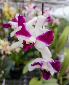 And this is a hybrid, Laeliocattleya Purple Cascade 'Fragrant Beauty.'