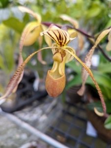 This orchid is called Paphiopedilum 'Ernie Barnham'