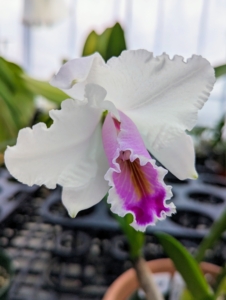 This is a Cattleya quadricolor orchid with its purple, white, lavender and yellow bell-shaped half-open flowers.