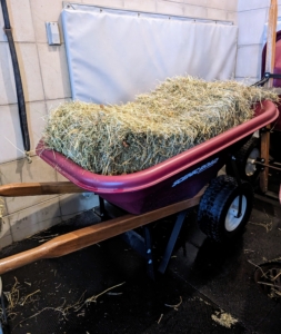 Hay is prepared in the barn shower stall. Some of the horses get their hay wet, so we soak it for about 30-minutes and then let it drain completely before feeding. We're using our Scenic Road wheelbarrow with drain.