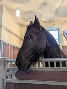 My handsome Friesian Hylke is also safe in his stall - watching all the activities in the stable.