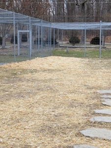In the goose enclosure, we put down bales for hay for extra bedding. My geese hate being inside. They have a shelter on the other side of the pen, but they prefer to be out and about. The hay also prevents their feet from freezing or getting stuck to any patches of ice.