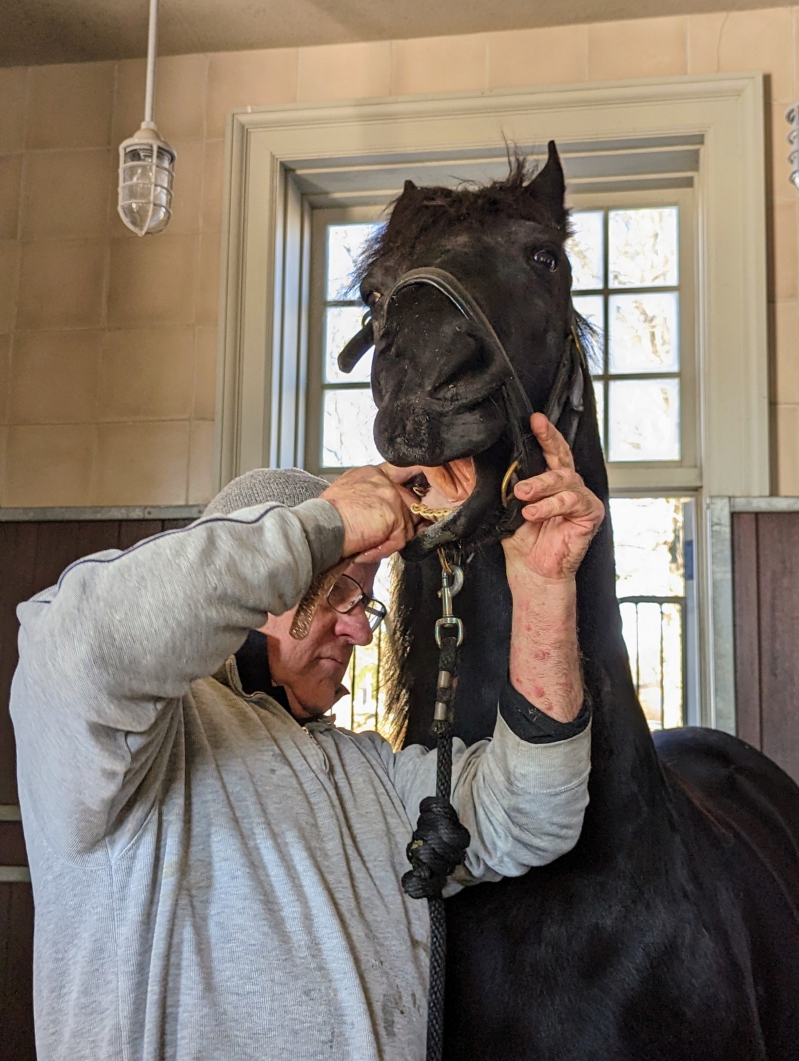 My Horses Get Checked by the Lay Equine Dentist The Martha Stewart Blog