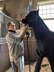 Brian has been practicing for more than 30-years. He always works in the horse stalls where they are most relaxed. He starts by checking the front teeth.