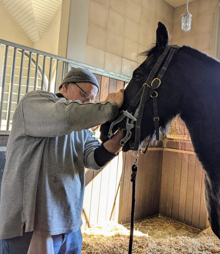 My Horses Get Checked by the Lay Equine Dentist The Martha Stewart Blog