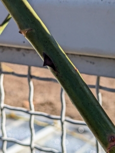Newer growth is green. This is also from the same rose plant.