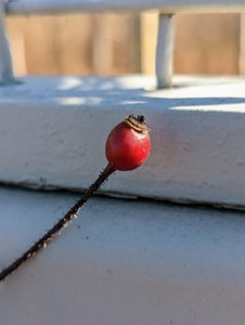 This is a rose hip or rosehip, also called rose haw and rose hep. It is the accessory fruit, the seed pod, of the various species of rose plant. It is typically red to orange, but ranges from dark purple to black in some species. Rose hips remain on the plant after the rose blooms fade. Rose hips are actually edible and many birds enjoy them. They also make great jellies, sauces, syrups, soups and seasoning, and even fruit leather.