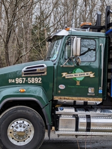 I enlisted the help of Central Tree Service, Inc. This company in nearby Rye, provides full arbor care for all trees and shrubs including the removal of any logs and stumps.
