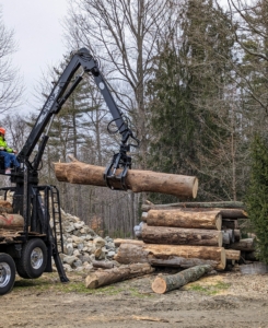 For this particular pile, Juan looks out for logs that are in good condition and very straight and separates them from all the rest.