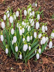 Snowdrops are another sure sign of spring. Snowdrops produce one very small, pendulous bell-shaped white flower which hangs off its stalk like a “drop” before opening.