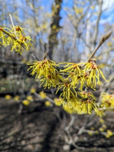The witch hazel is also blooming nicely. It grows as small trees or shrubs with clusters of rich yellow to orange-red flowers. Witch hazel flowers consist of four, strap-like petals that are able to curl inward to protect the inner structures from freezing during the winter.