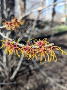 Witch hazel is great for splashes of winter color. They’re very hardy and are not prone to a lot of diseases.