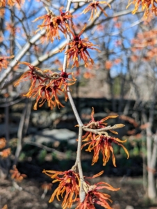 Witch hazel is a genus of flowering plants in the family Hamamelidaceae. Most species bloom from January to March and display beautiful spidery flowers that let off a slightly spicy fragrance.