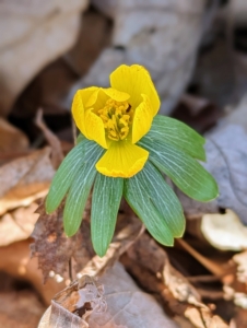 Eranthis, or winter aconite, is a genus of eight species of flowering plants in the family Ranunculaceae – the Buttercup family.