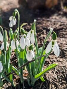 There are bunches of snowdrops, Galanthus nivalis, in various beds around the farm. These flowers are perennial, herbaceous plants, which grow from bulbs. I love galanthus and plant many bulbs every autumn. I will share lots of our snowdrops in an upcoming blog.