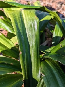 These are the bold green leaves of Rohdea japonica, also known as Japanese Sacred lily, or Nippon lily - a tropical-looking evergreen herbaceous perennial that has an upright, clumping, and vase-like form. Its leaves are thick, rubbery, and measure from about a foot long and two to three inches wide.