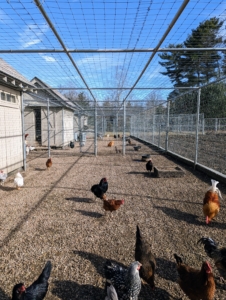 One of the first tasks is to make sure all the animals are safe and sound in their enclosures. Phurba makes sure the chicken yard is clean, raked, and all the coops are equipped with heaters. The chickens will be checked again in the afternoon to ensure they are comfortable after they are put inside.