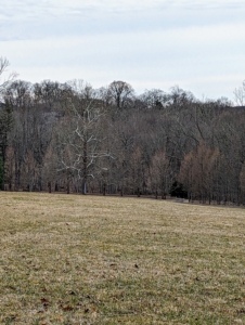The crew drives around the entire farm to make sure nothing is amiss. This is the back hayfield with the great sycamore tree, the symbol of my farm, in the distance. There were no winds - it was very calm.