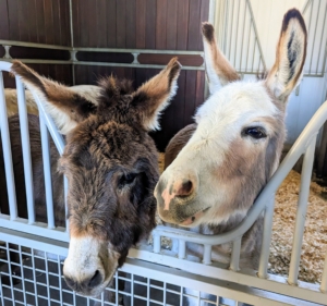 Rufus and Truman "TJ" Junior look on with curiosity - it's not the donkeys' dental day yet.