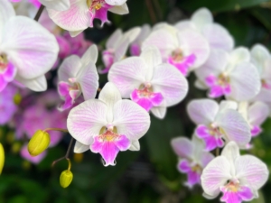 This one is Phalaenopsis Chi Yueh Purple Smile with its beautiful white and pink-purple blooms.