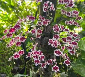 Optimum temperatures for orchids in winter are 45 to 55-degrees Fahrenheit at night and 65 to 75-degrees Fahrenheit during the day. When plants are in bud, temperatures must be as constant as possible.