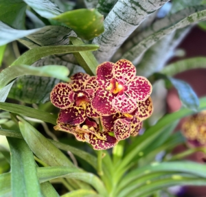 Vanda orchids are fragrant and have flat petals. This is Vanda Huifen Chan "Kaleidoscope." It features butter yellow flowers with dark chocolate spotting and a burgundy lip.