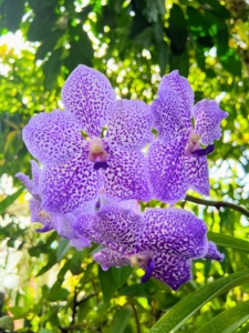 Vanda Yano Blue "Ploenpit" orchids have large white petals with intense violet markings.