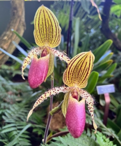 Paphiopedilum Vanguard is a hybrid - this one with a purple pouch and yellow-green petals with dark purple spots and markings.