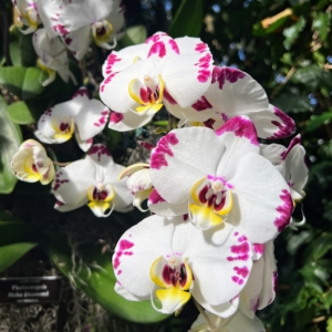 This Phalaenopsis orchid shows off pristine white petals and deep pink and yellow markings.