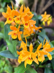 Cattlianthe Gold Digger 'Orglade's Mandarin' is also a hybrid which blooms in a cluster of golden yellow flowers with a densely spotted red throat. This orchid is also quite fragrant.