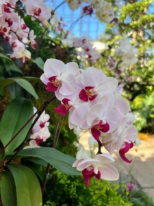 This is called Phalaenopsis Little Gem Stripes - a wonderful orchid with white and red petals with faint pink stripes.
