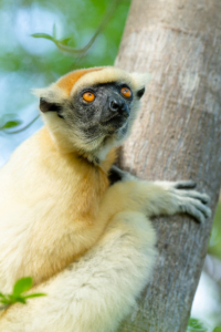 This is a Golden-Crowned Sifaka lemur. These lemurs are known to be some of the rarest primates. We were able to get pretty close, but Marlon's camera captured stunning details. (Photo by Marlon Dutoit)