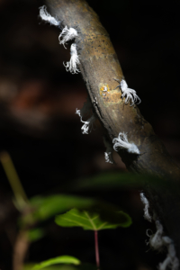 Flatidae is a family of fulgoroid planthoppers. These crawling creatures will soon turn into beautifully colored moths clinging to the branches of many forest trees in Northern Madagascar. The Sony lens excels in difficult lighting conditions - these creatures are so clear, even while moving. (Photo by Marlon Dutoit)