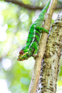 This is a beautiful male panther chameleon, brilliantly colored in bold green and dark brown, Males also have a broken white stripe that goes down the length of its body. The panther chameleon is a species of chameleon found in the eastern and northern parts of Madagascar in a tropical forest biome. (Photo by Marlon Dutoit)