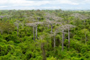 Madagascar has nine species of Baobab, medium-to-large deciduous trees. Six of them grow only in Madagascar. These trees are instantly recognizable, especially from a helicopter. (Photo by Marlon Dutoit)