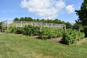 My raspberry bushes - red, golden, and black - are located outside my main greenhouse where there is lots of room. This section is also right behind my flower cutting garden, where they can be accessed easily. This photo was taken in early July...