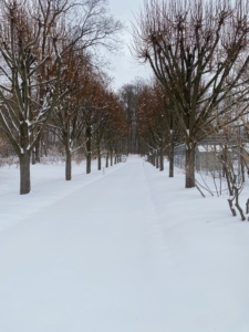 Fernando also took this photo - down the allée of linden trees near my stable. The road is still so clean and white.