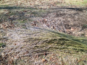 Pussy willow is common throughout the southern half of Canada and the north-central and northeastern portions of the United States. Whenever we pick pussy willow branches, my gardeners know to cut the longest, straightest ones - at least four-feet - and filled with catkins.