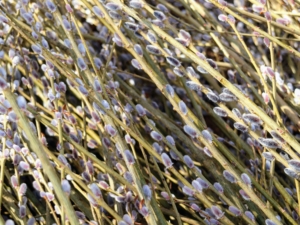 These are Purple Heirloom pussy willows. This unique variety of pussy willow has attractive blonde bark, thin grassy stems, and lots of small dark purple catkins.