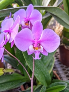 This is Phalaenopsis schilleriana ‘Wilson’ - it has beautiful pink to lavender flowers.