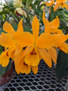 Some of my orchids which also bloomed wonderfully this year include this Rhyncholaeiocattleya My Orange ‘NN’ – a Cattleya hybrid. It has fantastic orange flowers. It is an easy growing plant that likes filtered light, especially if kept outside during summer. When watering, keep it slightly more evenly moist at the roots when in bud or bloom.