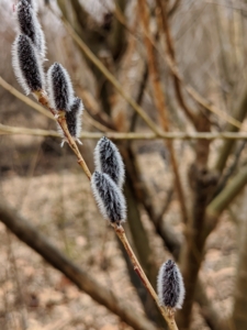 While other pussy willow varieties have smaller catkins.