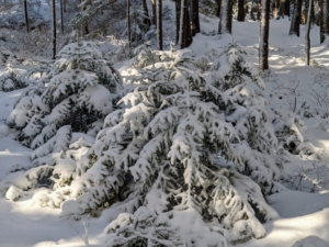 Here is a clump of young spruce covered in white. Up in Maine, the snow was lighter and more powdery. The light fluffy snow forms when all layers of the atmosphere are below freezing. Because the air is cold, all the way down to the surface, snowflakes don't melt, and that allows the individual flakes to stay light and fluffy.