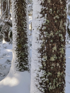 Cheryl은 나무 줄기에 붙은 눈을 이 사진에 담았습니다.  때때로 눈이 나무껍질에 쌓이는 것을 보고 바람의 방향을 알 수 있습니다.