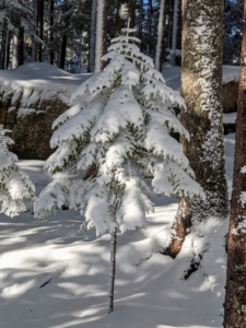 This young spruce tree's branches were completely disguised by the snow. Thankfully, the snow was light, so there was no damage to any trees or shrubs. When possible, the crew will also sweep some of the snow off the nearby trees and shrubs, especially if they are weighed down.