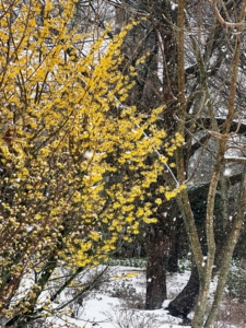 Here, a burst of early spring color - the witch hazel in bloom.