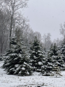 These are some of the evergreen trees at the edge of my "Christmas tree garden." The snow is beginning to weigh down on the branches, but fortunately no damage was done. I planted hundreds of evergreens here more than 10-years ago and they've grown immensely.