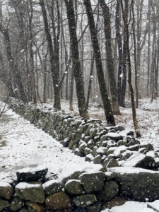This is an old stone wall on my farm. Stone walls are very common here in New England. They originally served as a boundary for property lines and as a way to keep animals away from crops. They still mark properties today, but are also used decoratively.