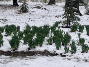 Another sign that spring is on the way - the growing daffodils. There are patches of daffodil greenery bursting through the soil all over the farm. I can't wait to see them in their full splendor.