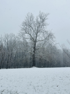 And here is the symbol of my farm - the great sycamore tree in the back hayfield. This tree is stands tall and majestic in every season. I love how the snow outlines its branches. Today is expected to be windy with possible snow flurries here in Bedford, but rest assured spring officially begins in less than a week.